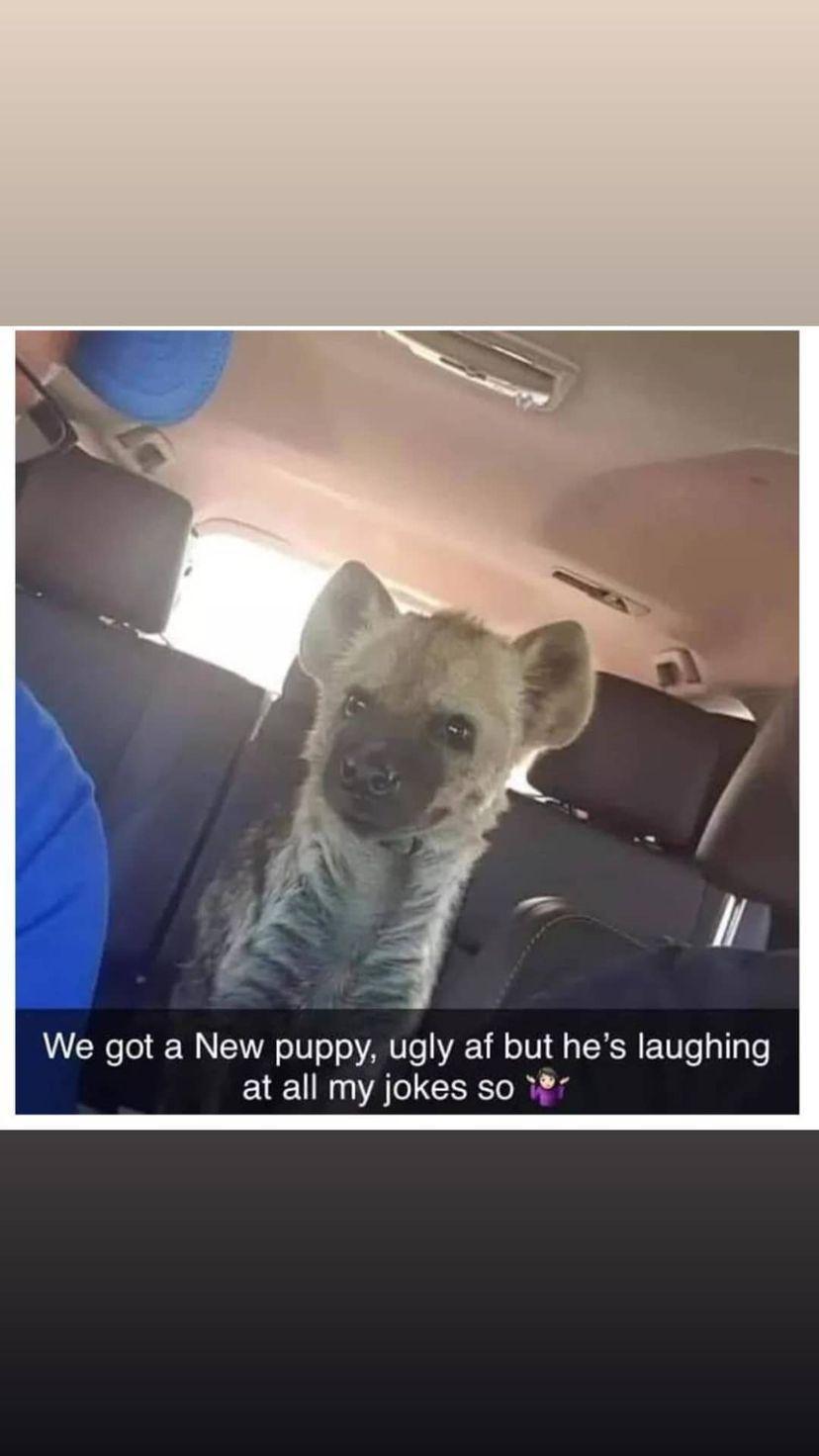 We got a New puppy ugly af but hes laughing at all my jokes so r