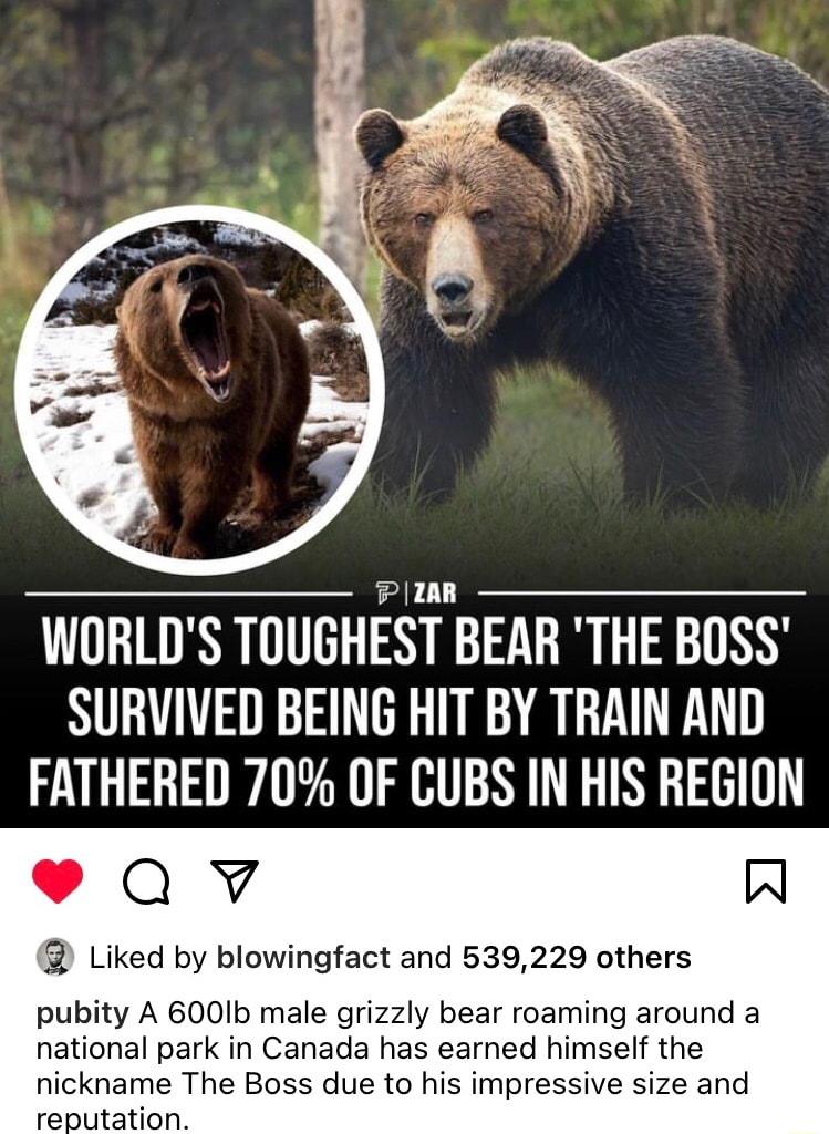 WORLDS TOUGHEST BEAR THE BOSS SURVIVED BEING HIT BY TRAIN AND FATHERED 70 OF CUBS IN HIS REGION Qv A Liked by blowingfact and 539229 others pubity A 600Ib male grizzly bear roaming around a national park in Canada has earned himself the nickname The Boss due to his impressive size and reputation
