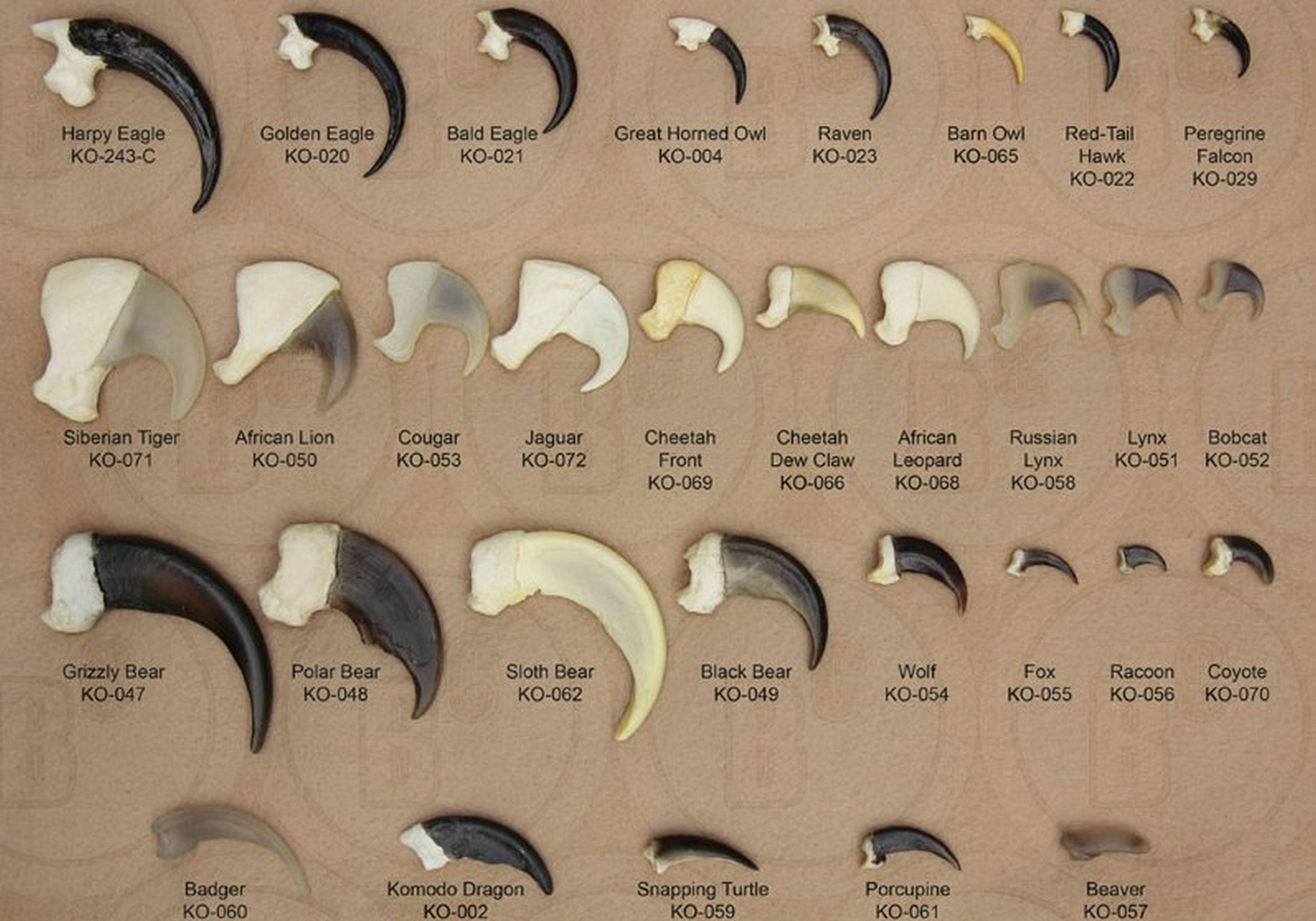 Golden Eagle KO 020 Bald Eagle Great Horned Owl Raven Barn Owl Red Tail Peregrine KO 021 KO 004 KO 023 KO 065 Hawk Falcon KO 022 KO 029 Harpy Eagle KO 243 C 3 j A N N 4 o b s_ 4 Siban Tlgef African Lion Cougar Jaguar Cheetah Cheetah African Russian Lynx Bobcat KO 071 KO 050 KO 053 KO 072 Front Dew Claw Leopard Lynx KO 051 KO 052 KO 069 KO 066 KO 068 KO 058 Polar Bear Sloth Bear Black Bear Wolf Fox