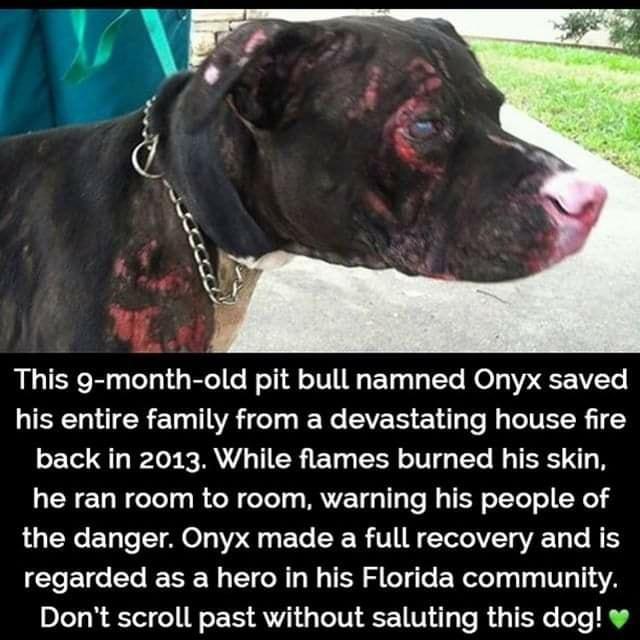 This g month old pit bull namned Onyx saved S CR EL VAT T IEYe CVER Eld g o TV TR 11 o Tol g I Lok e WA V4 S TITR 10 s TR oW g TTo M S TSRS 14 RGN ool g R el eTels MVTE a1 g To My oTTeT o X1 the danger Onyx made a full recovery and is regarded as a hero in his Florida community Dont scroll past without saluting this dog