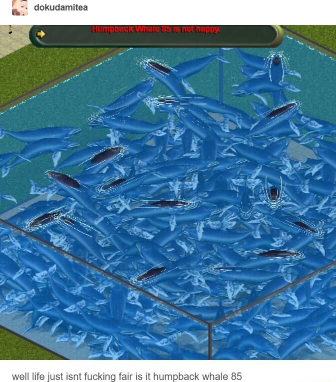 dokudamitea UDOETR WITIS 5 5 0t mepRY it husiol