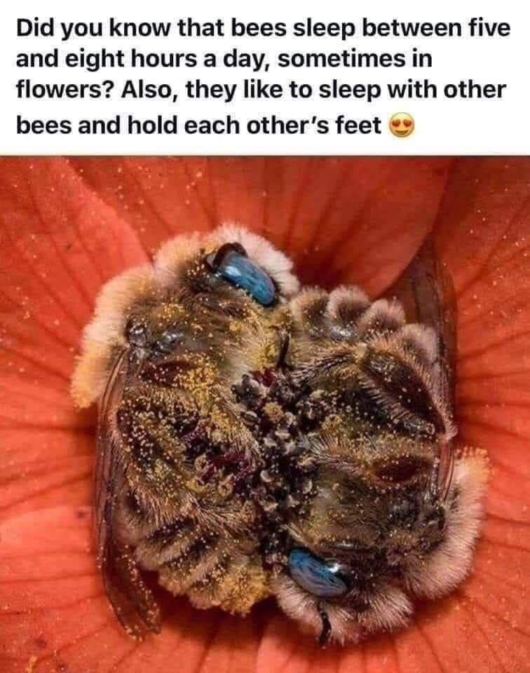 Did you know that bees sleep between five and eight hours a day sometimes in flowers Also they like to sleep with other bees and hold each others feet
