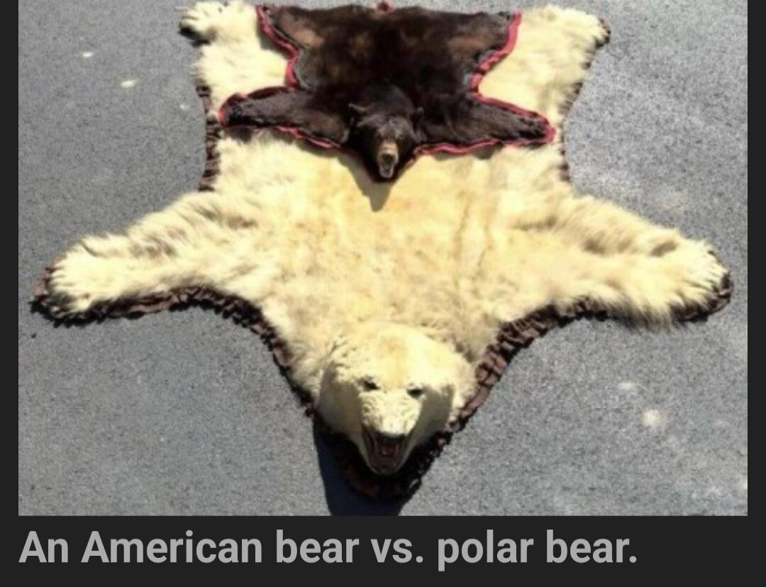 An American bear vs. polar bear.
