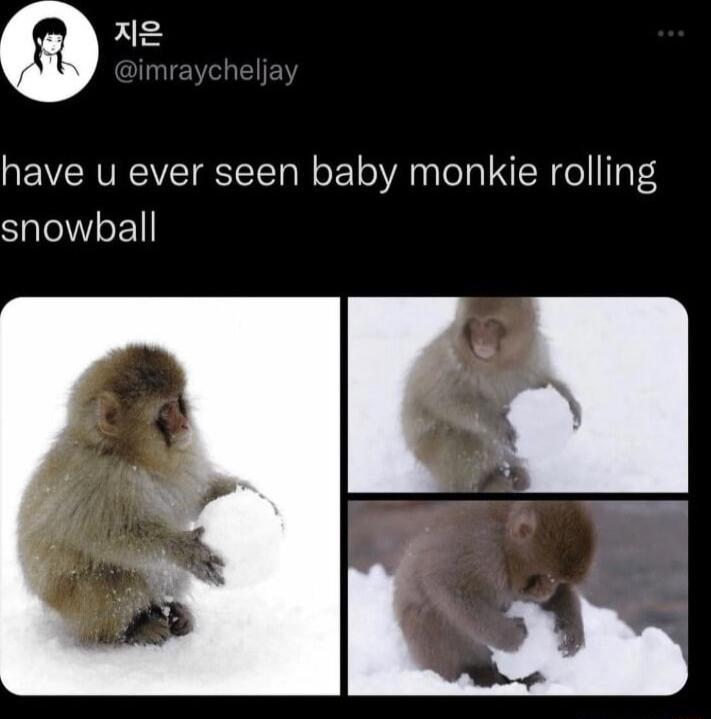 Q xle have u ever seen baby monkie rolling snowball