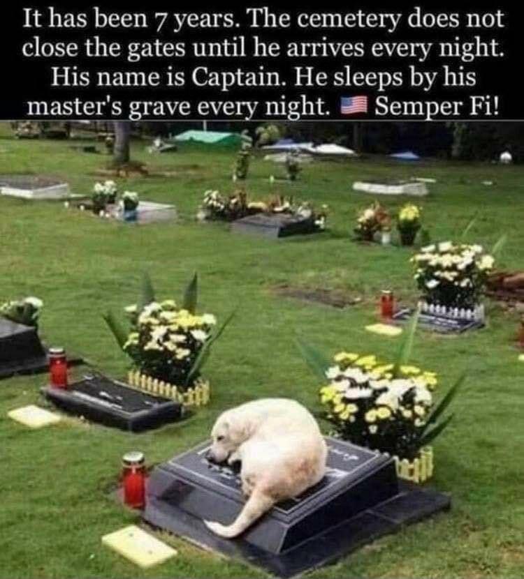 It has been 7 years The cemetery does not close the gates until he arrives every night His name is Captain He sleeps by his masters grave every night Semper Fi el S m o T