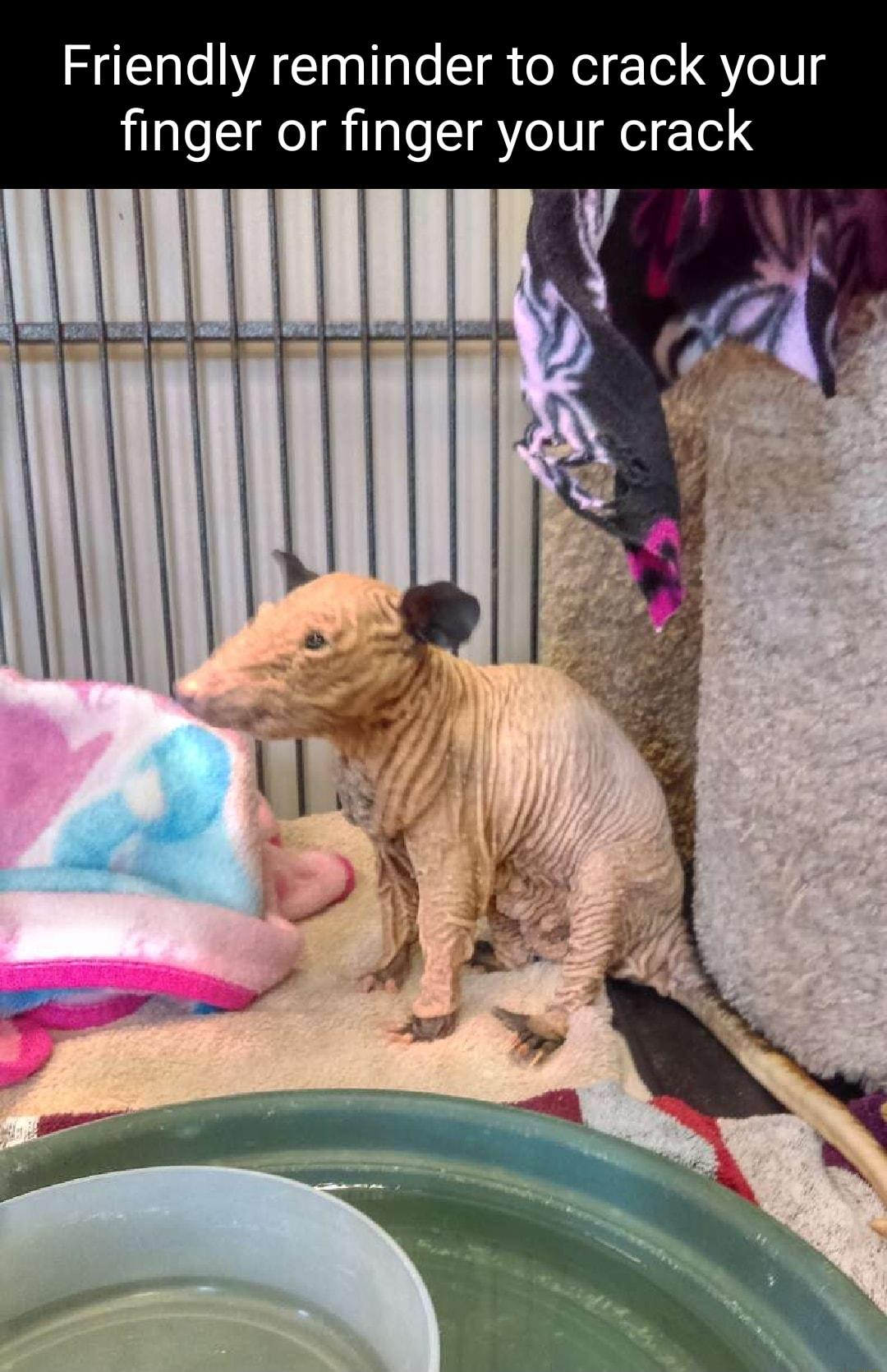 Friendly reminder to crack your finger or finger your crack