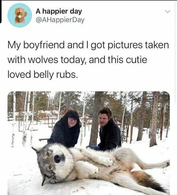I A happier day AHappierDay My boyfriend and got pictures taken with wolves today and this cutie loved belly rubs