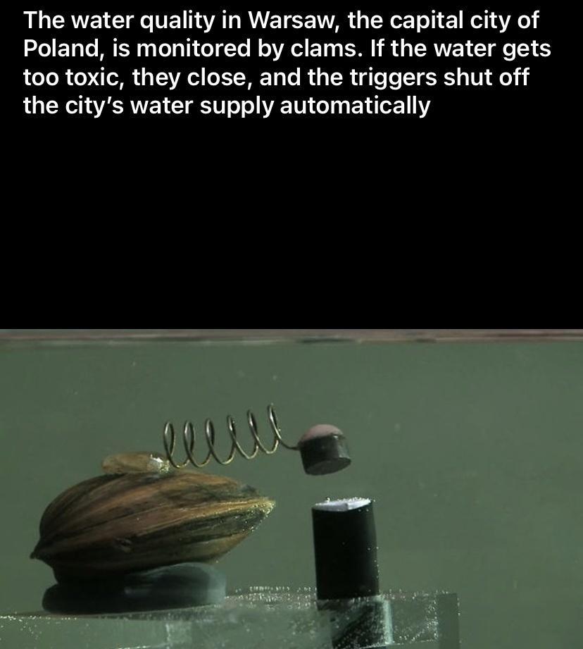 The water quality in Warsaw the capital city of Poland is monitored by clams If the water gets too toxic they close and the triggers shut off the citys water supply automatically