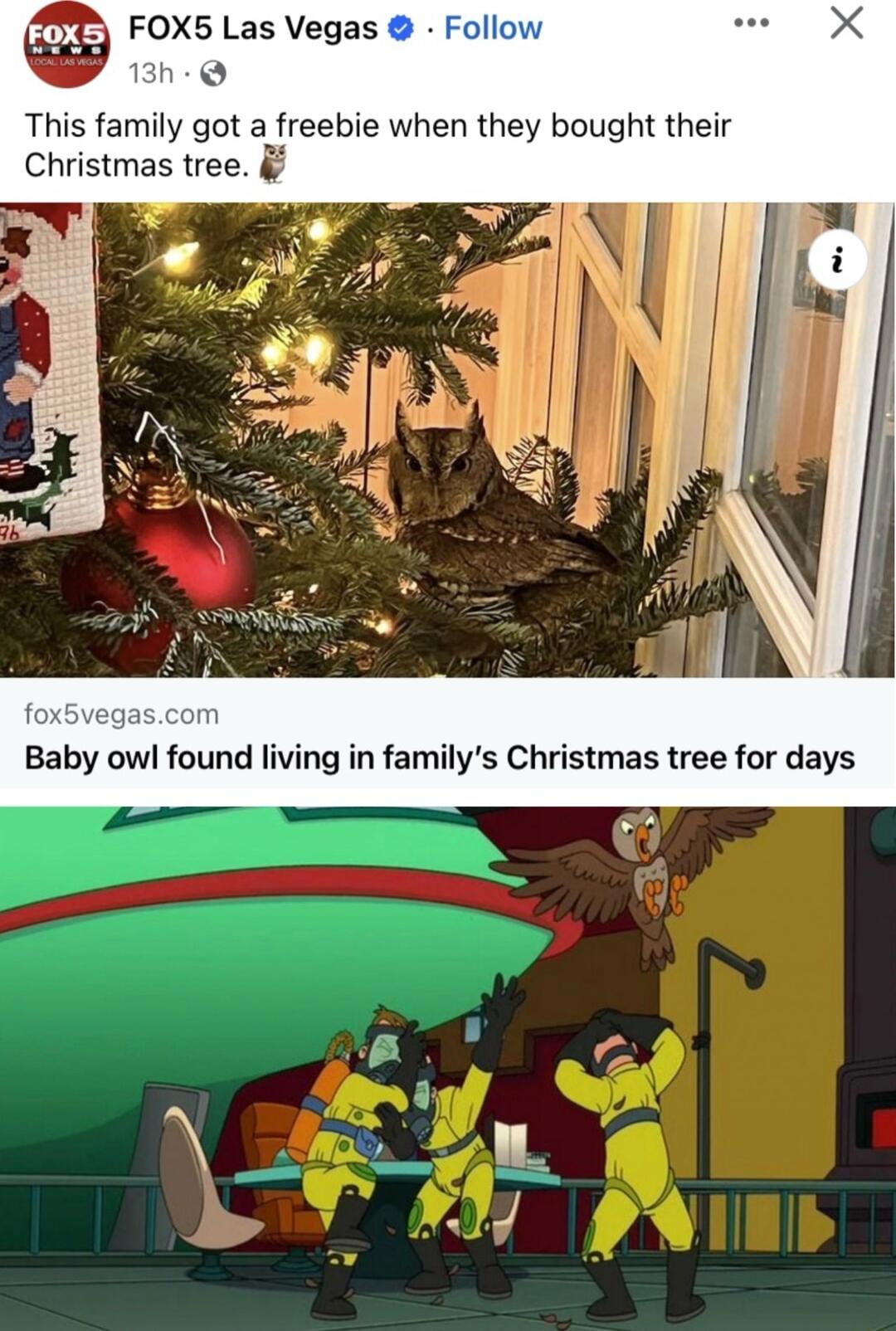 FOXS Las Vegas This family got a freebie when they bought their Christmas tree Baby owl found living in familys Chr
