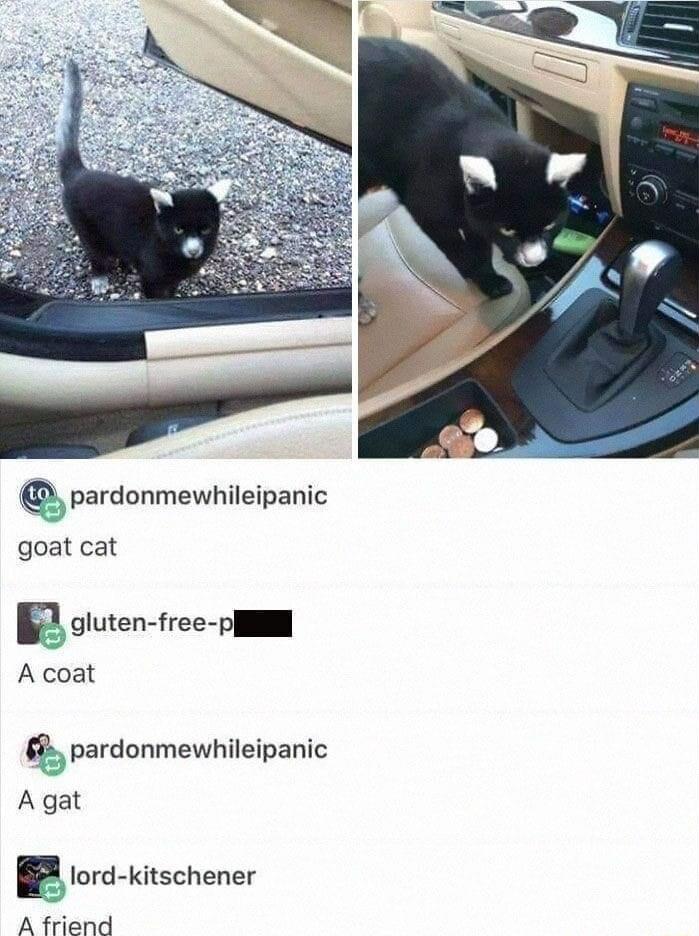 pardonmewhileipanic goat cat ggluen free S A coat 8 pardonmewhileipanic Agat B lord kitschener