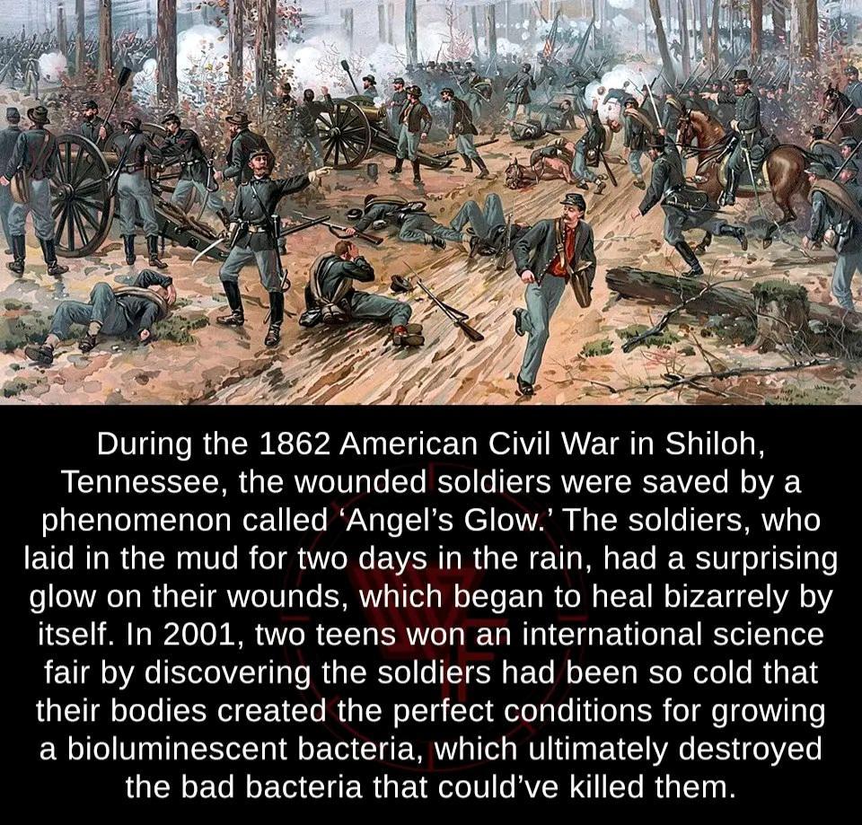 During the 1862 American Civil War in Shiloh Tennessee the wounded soldiers were saved by a phenomenon called Angels Glow The soldiers who laid in the mud for two days in the rain had a surprising glow on their wounds which began to heal bizarrely by L o 0 B VR CEL RV LD R DI GG EU I BTSN 0 fair by discovering the soldiers had been so cold that their bodies created the perfect conditions for growi