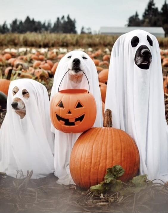 Three dogs dressed as ghosts with a carved pumpkin in a pumpkin patch.