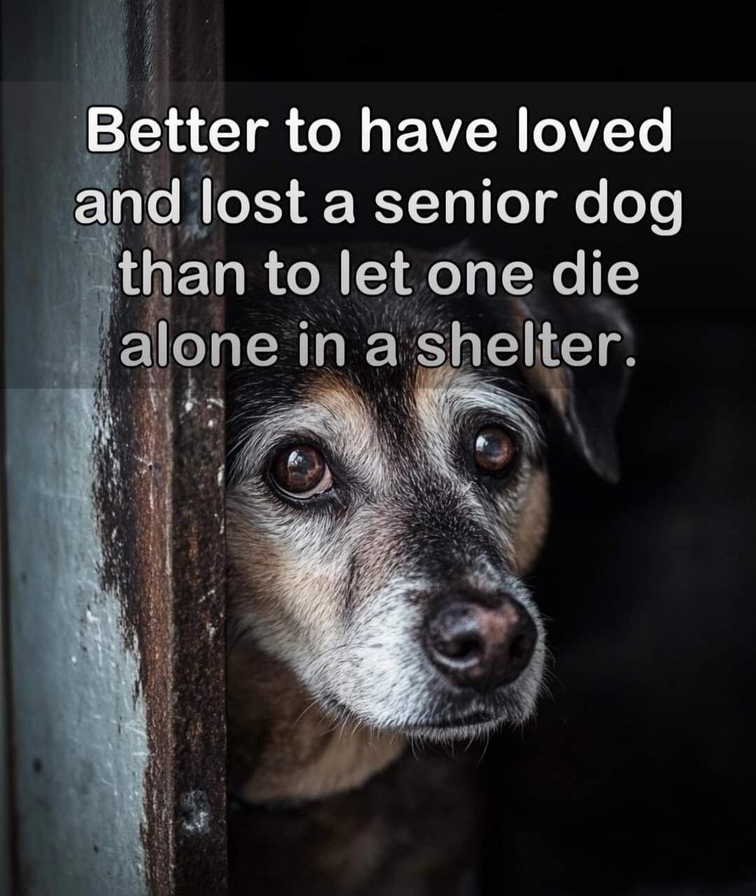 Better to have loved and lost a senior dog than to let one die alone in a shelter.