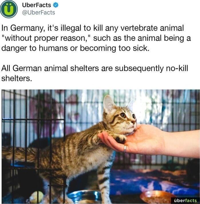 UberFacts UberFact In Germany its illegal to kill any vertebrate animal without proper reason such as the animal being a danger to humans or becoming too sick All German animal shelters are subsequently no kill shelters