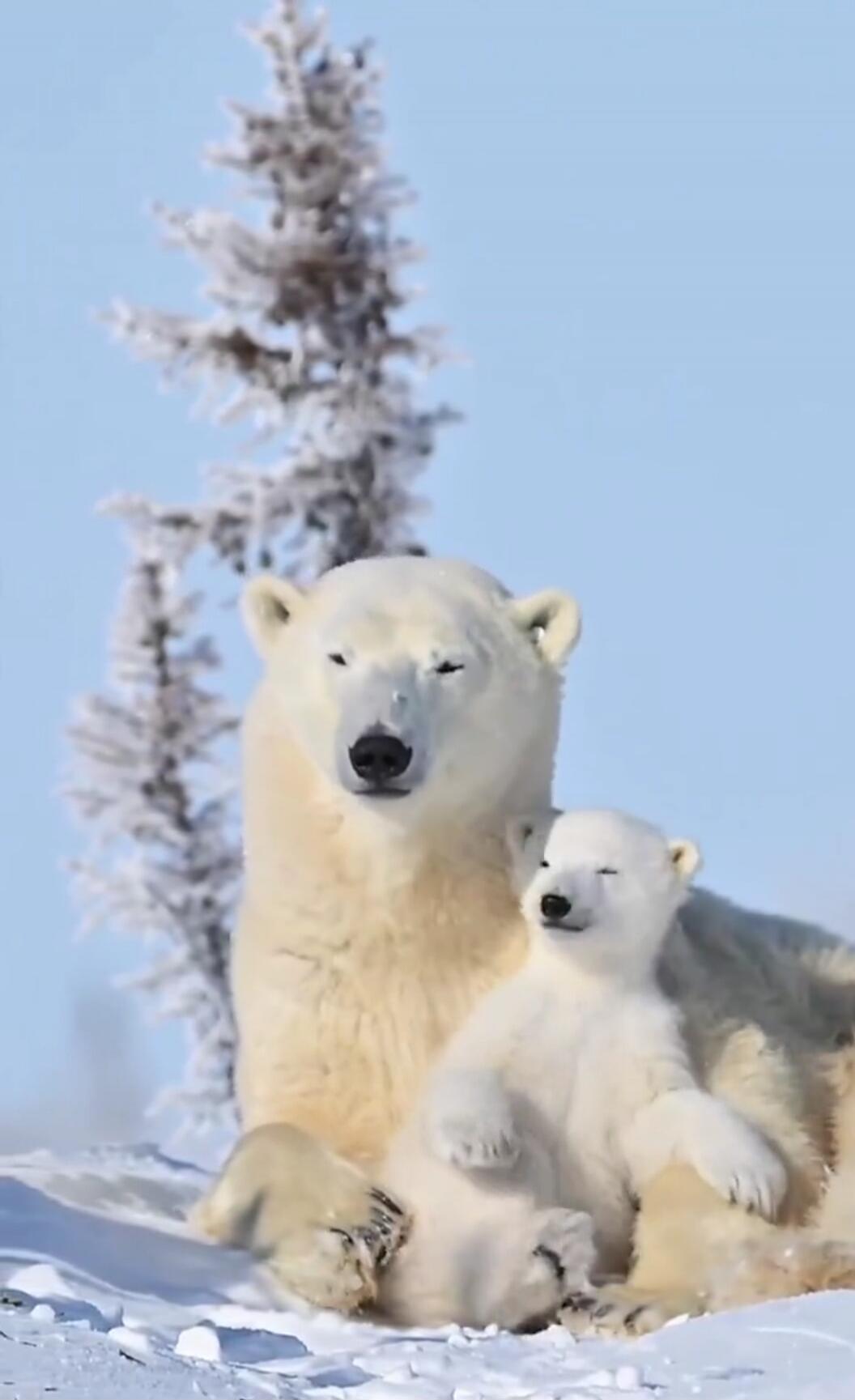 Polar bears (mother and cub) resting in the snow.