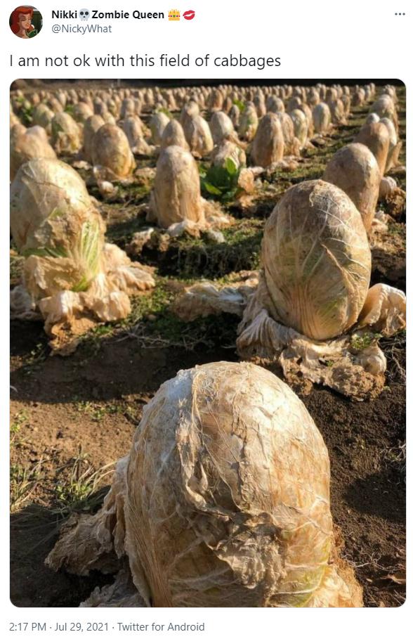 Nikki Zombie Queen 4 am not ok with this field of cabbages