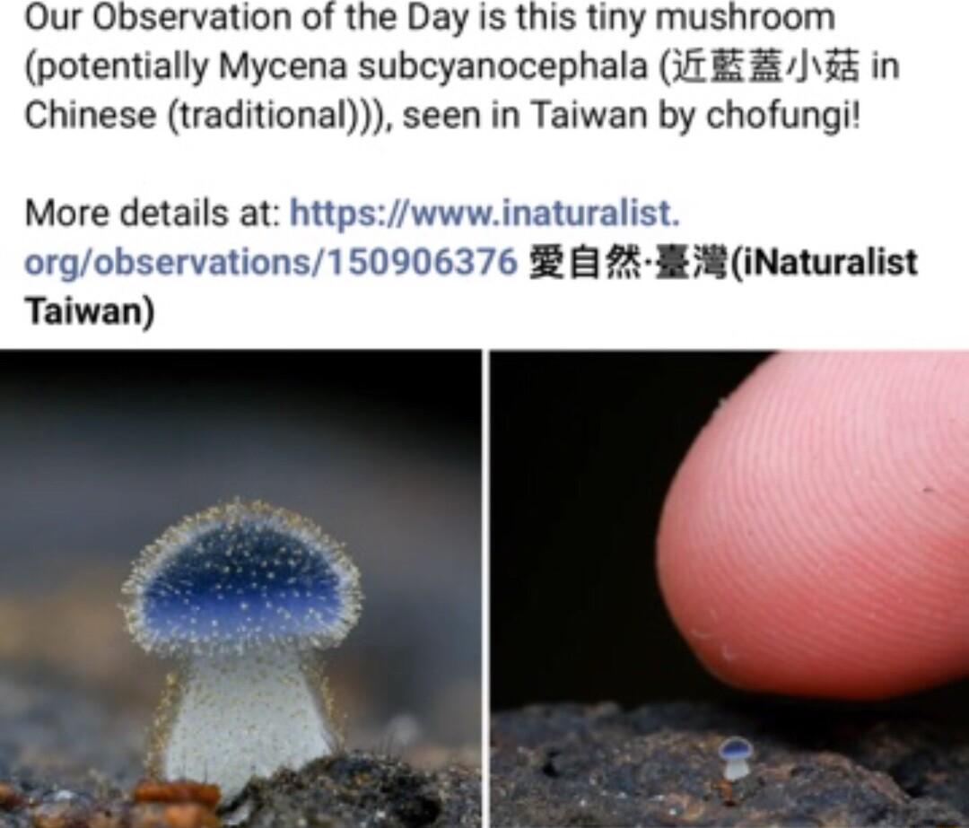 Our Observation of the Day is this tiny mushroom potentially Mycena subcyanocephala 3 B i in Chinese traditional seen in Taiwan by chofungi More details at httpswwwinaturalist orgobservations150906376 2 J iNaturalist Taiwan
