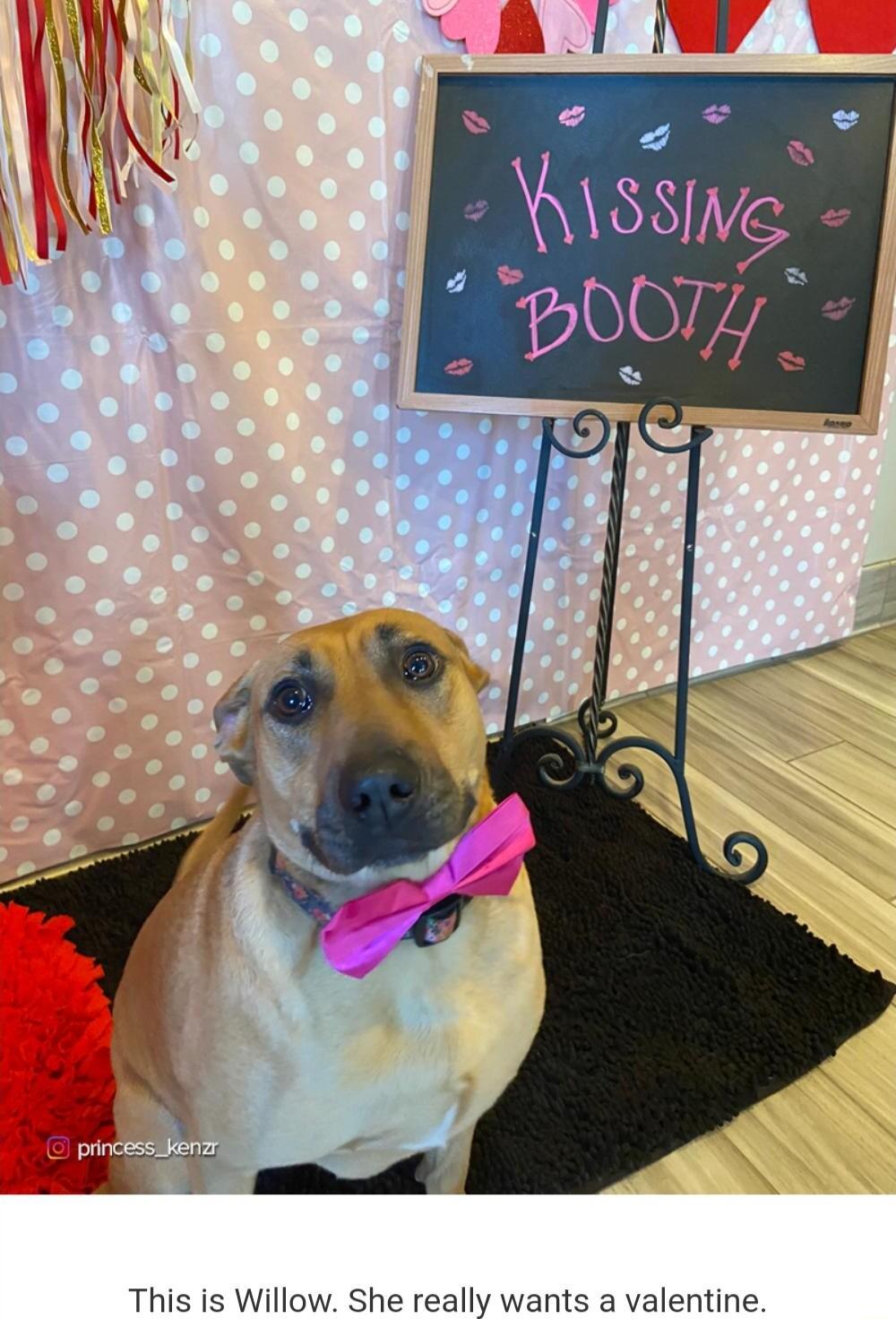 This is Willow She really wants a valentine