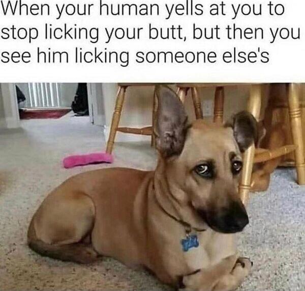 en your human yells at you to stop licking your butt but then you see him licking someone elses