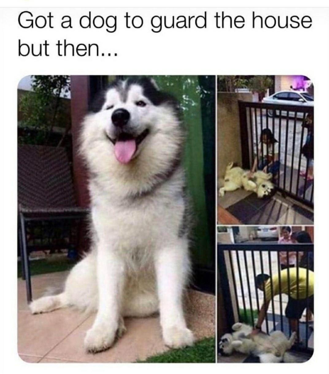 Got a dog to guard the house but then