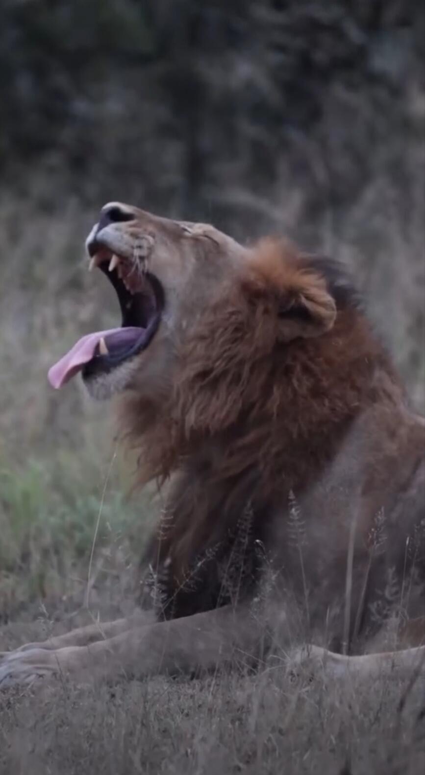 A lion roaring with mouth wide open.