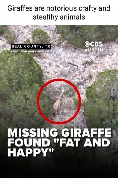 Giraffes are notorious crafty and stealthy animals. REAL COUNTY, TX. CREDIT: Real County Sheriff's Office. CBS AUSTIN. MISSING GIRAFFE FOUND 