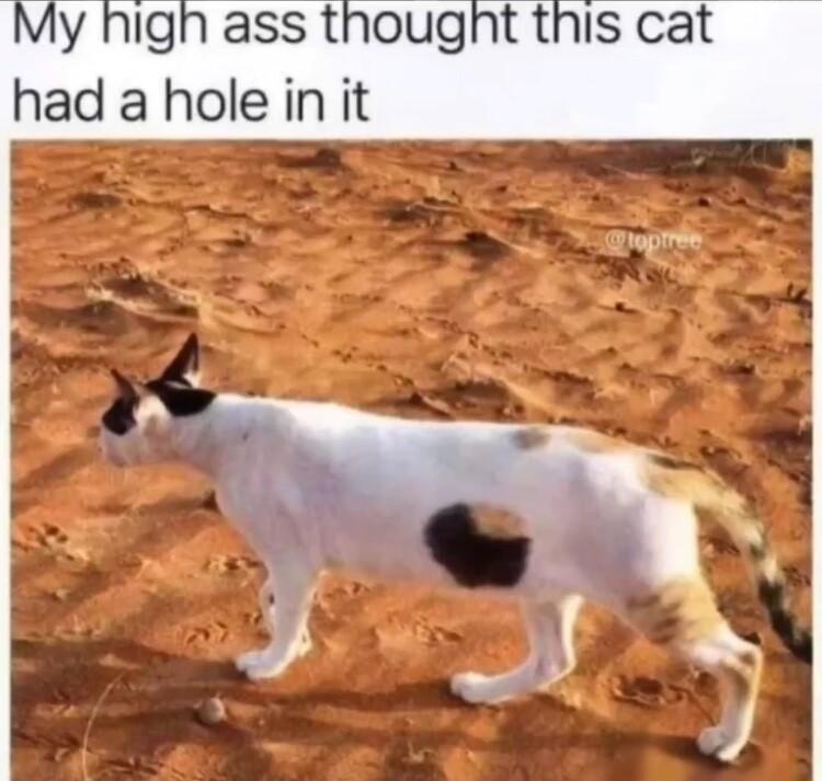 My high ass thougnt this cat had a hole in it