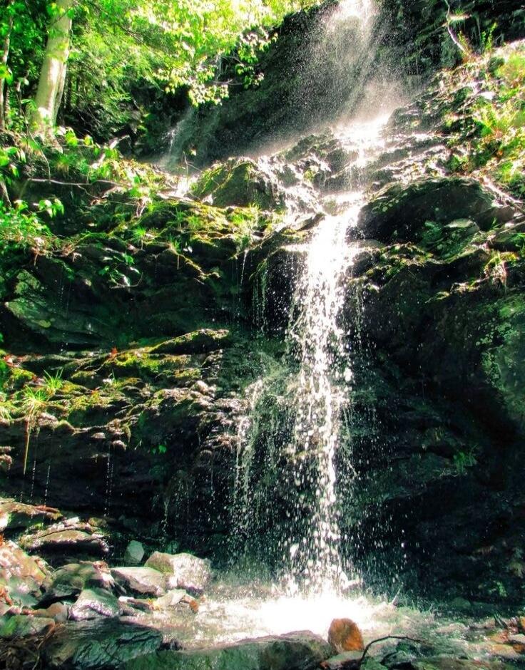 A waterfall cascading down mossy rocks in a lush green forest.
