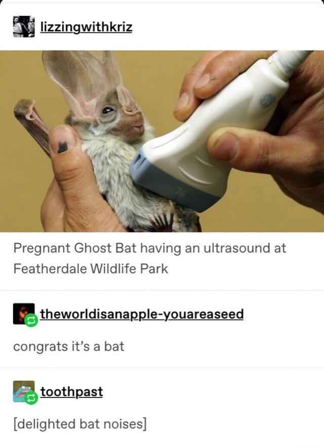 lizzingwithkriz Pregnant Ghost Bat having an ultrasound at Featherdale Wildlife Park theworldisanapple youargaseed congrats its a bat BtoothLst delighted bat noises