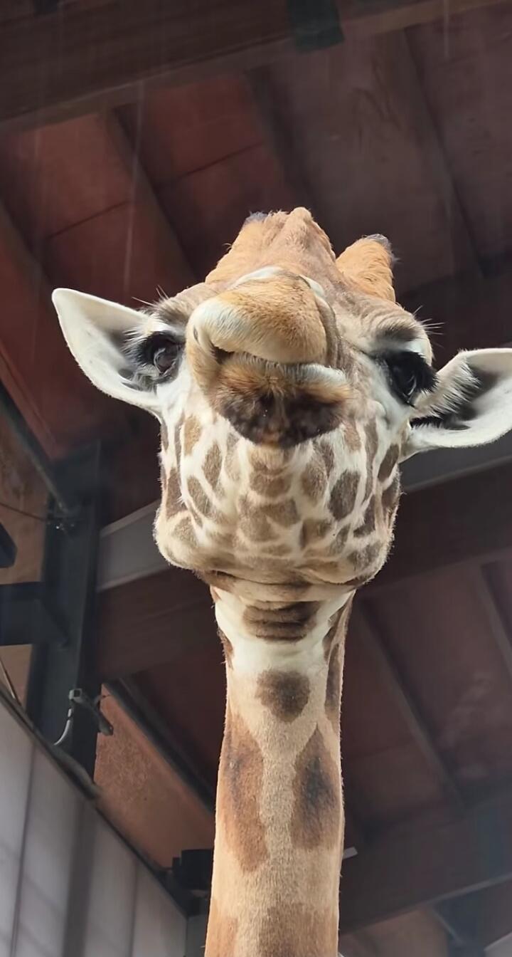 Session ID: 1067902.