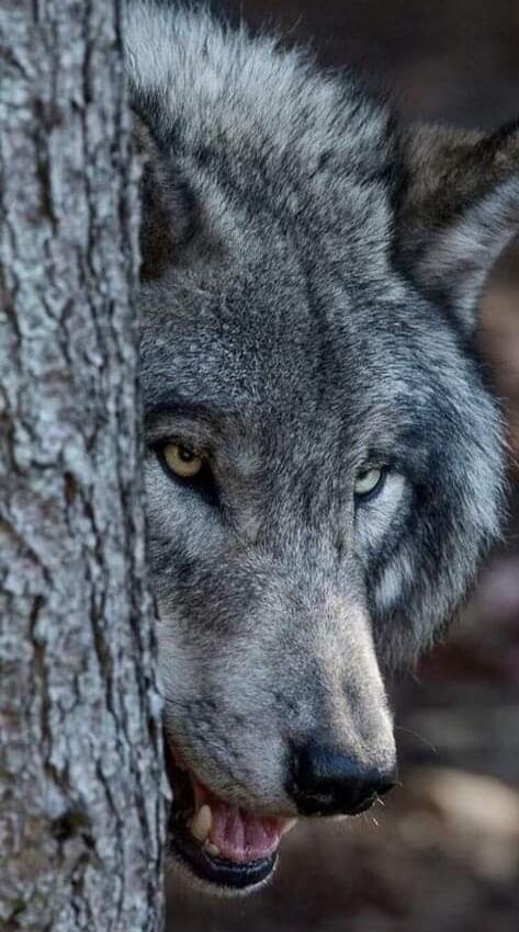 A wolf peeks from behind a tree, showing part of its face with yellow eyes and an open mouth.