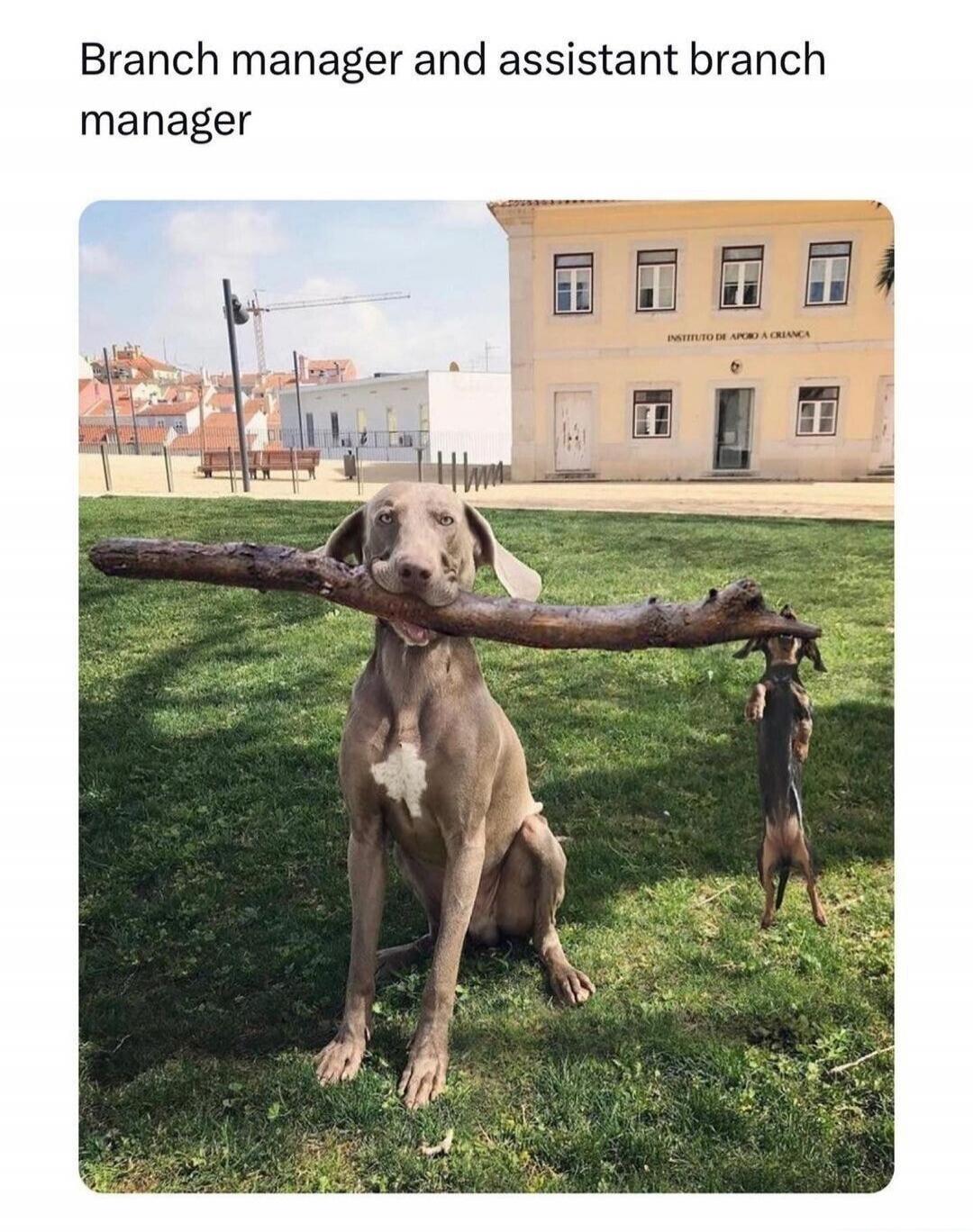 Branch manager and assistant branch manager