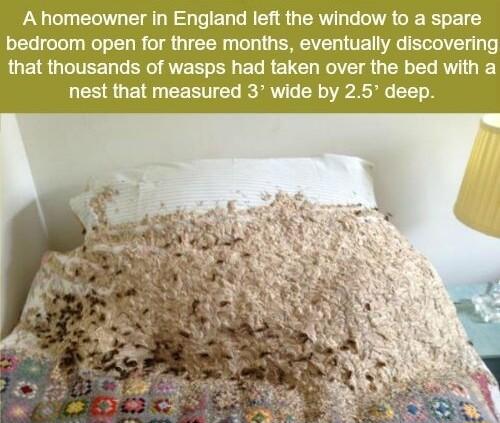 A homeowner in England left the window to a spare bedroom open for three months eventually discovering that thousands of wasps had taken over the bed with a nest that measured 3 wide by 25 deep