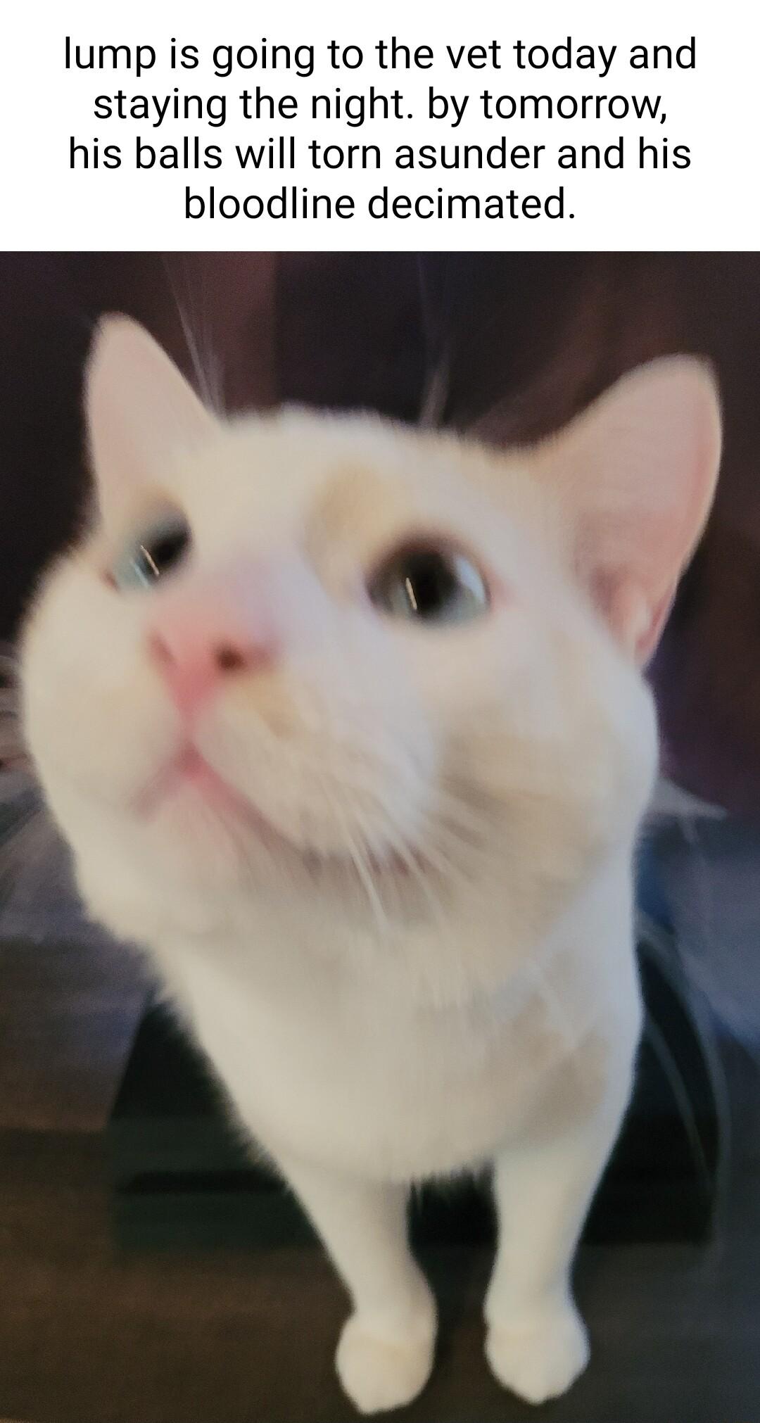 lump is going to the vet today and staying the night by tomorrow his balls will torn asunder and his bloodline decimated