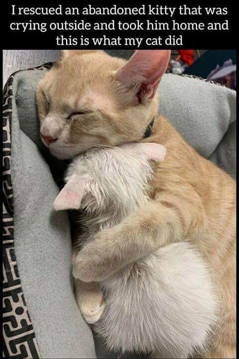 Irescued an abandoned kitty that was crying outside and took him home and this is what my cat did