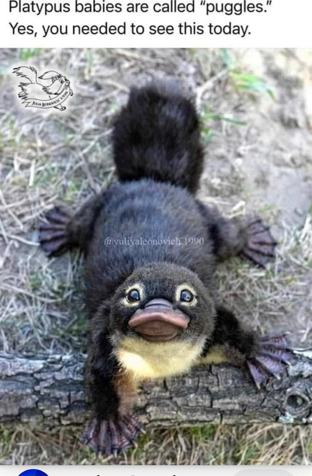 Platypus babies are called Yes you needed to see this today