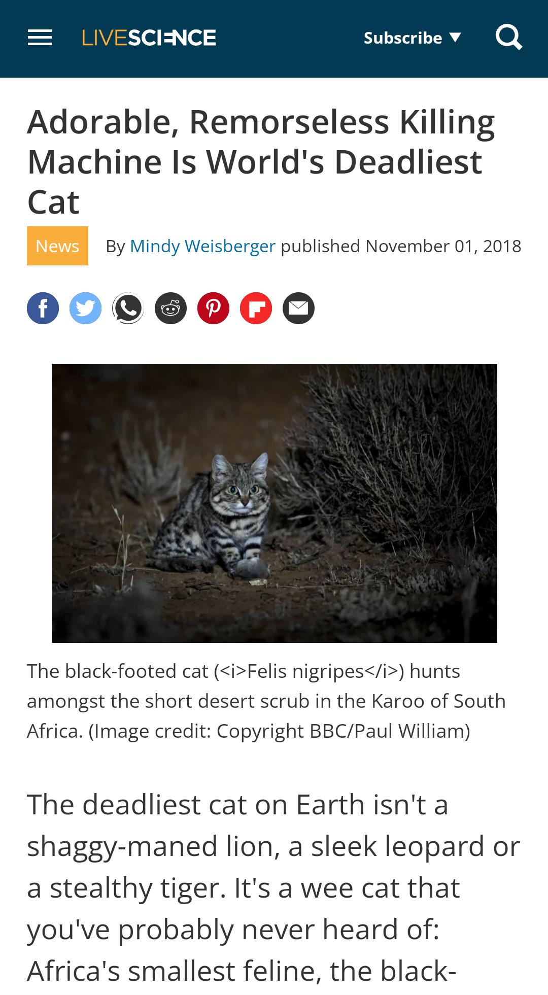 LIVESCI NCE Subseri Adorable Remorseless Killing Machine Is Worlds Deadliest Cat By Mindy Weisberger published November 01 2018 00000060 The black footed cat iFelis nigripesi hunts amongst the short desert scrub in the Karoo of South Africa Image credit Copyright BBCPaul William The deadliest cat on Earthisnt a shaggy maned lion a sleek leopard or a stealthy tiger Its a wee cat that youve probably