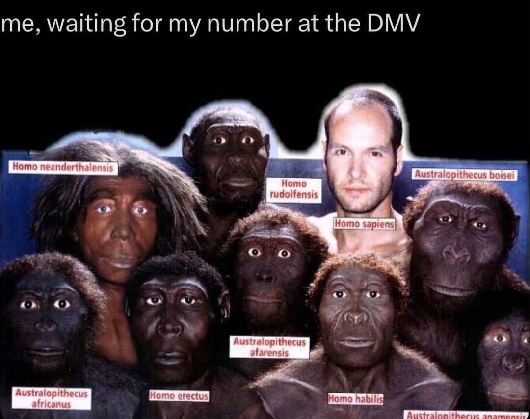 me, waiting for my number at the DMV Homo neanderthalensis Homo rudolfensis Homo sapiens Australopithecus boisei Australopithecus africanus Homo erectus Australopithecus afarensis Homo habilis Australopithecus anamensis