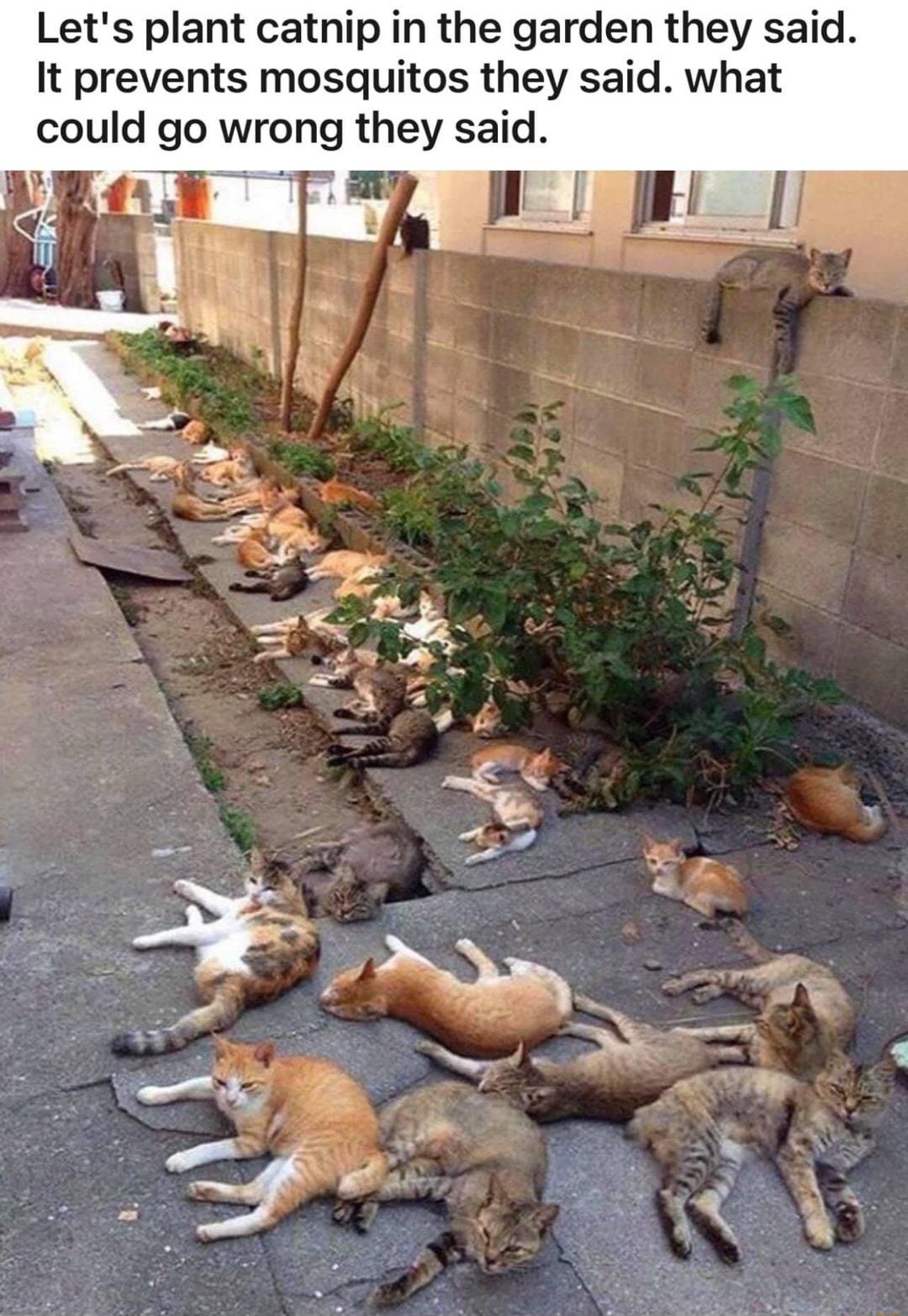 Lets plant catnip in the garden they said It prevents mosquitos they said what could go wrong they said