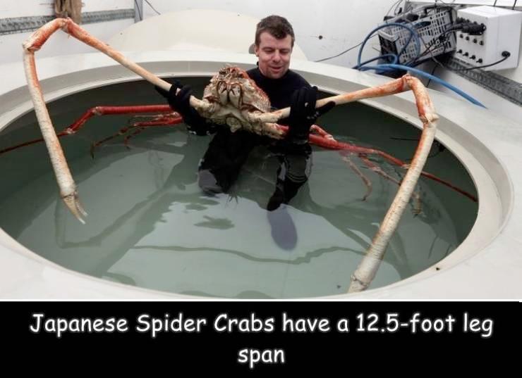 Japanese Spider Crabs have a 125 foot leg span