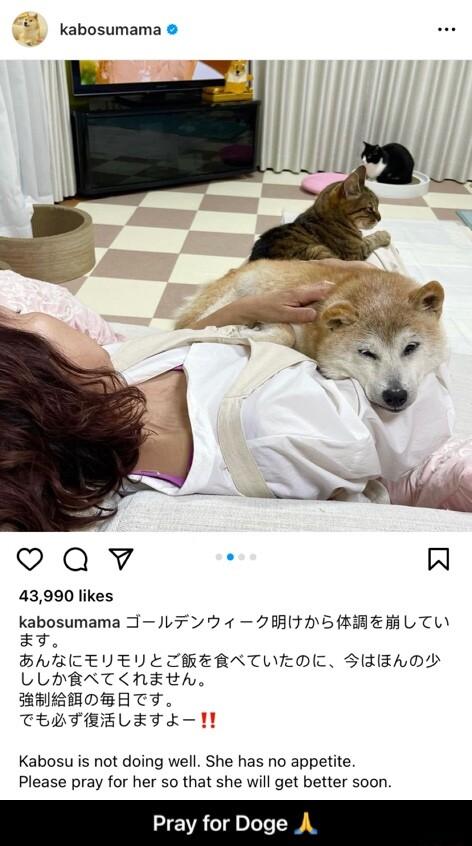 kabosumama S e w el oQvy N 43990 likes kabosumama JL7 7 1 BRI A SEMER L TLY Y BABICEVEY ECRERRTLEDC SEEADD ULHBRR T hELA EHLEOBATY TEHTRELET L1 Kabosu is not doing well She has no appetite Please pray for her so that she will get better soon Pray for Doge A