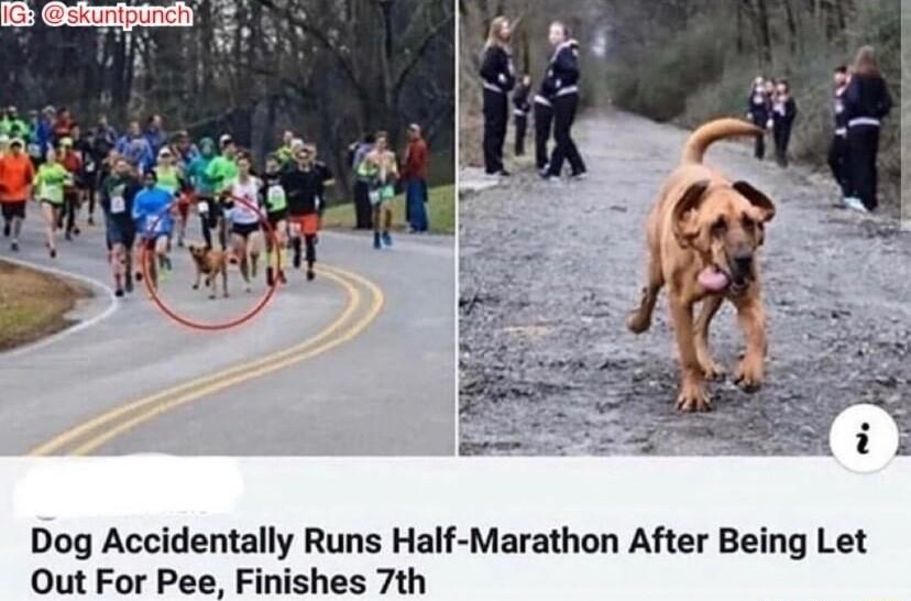 Dog Accidentally Runs Half Marathon After Being Let Out For Pee Finishes 7th