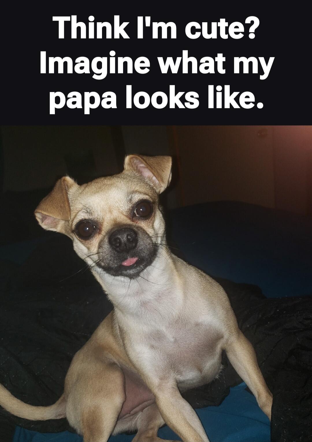 Think I'm cute? Imagine what my papa looks like.