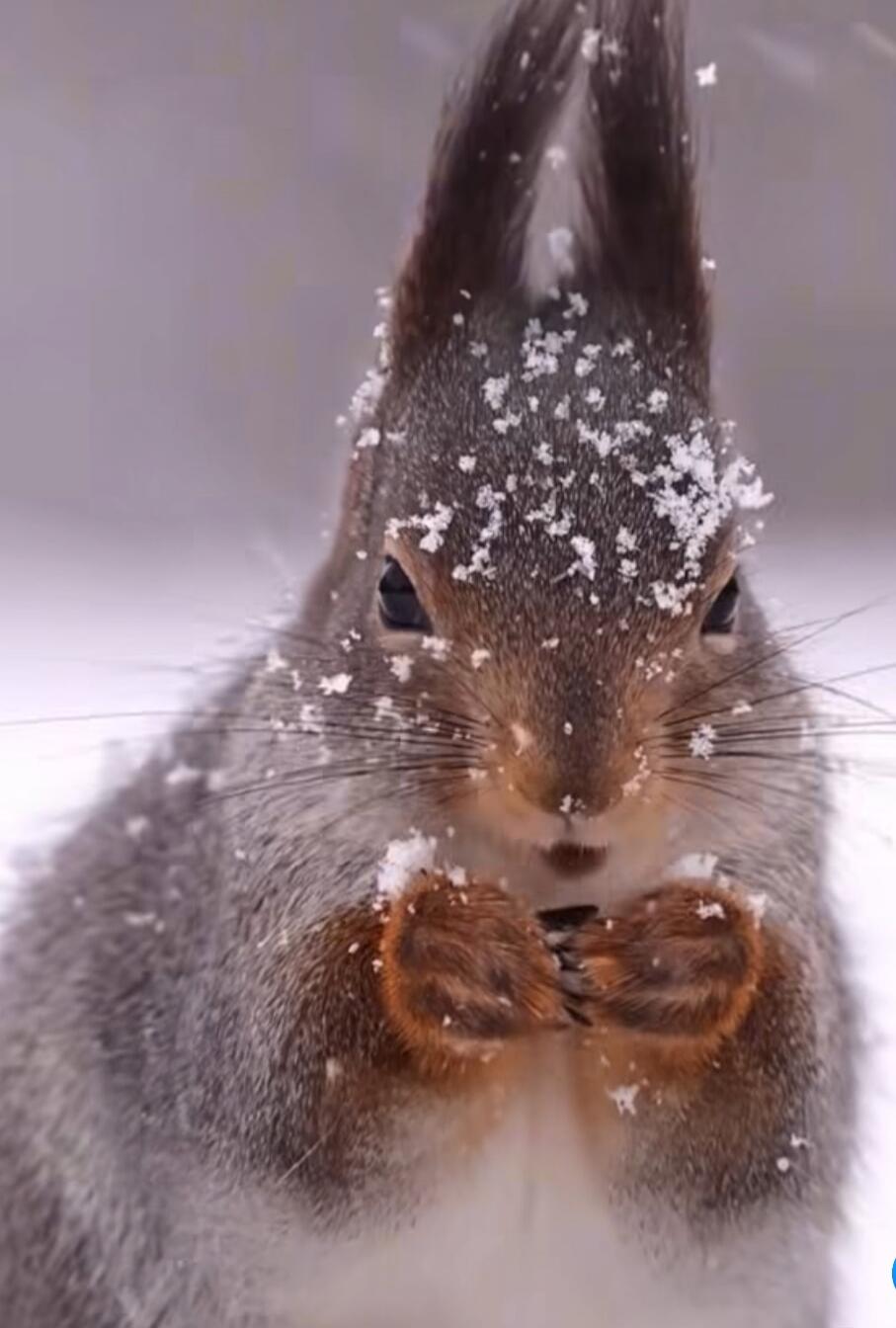 A close-up of a squirrel with snow on its face.