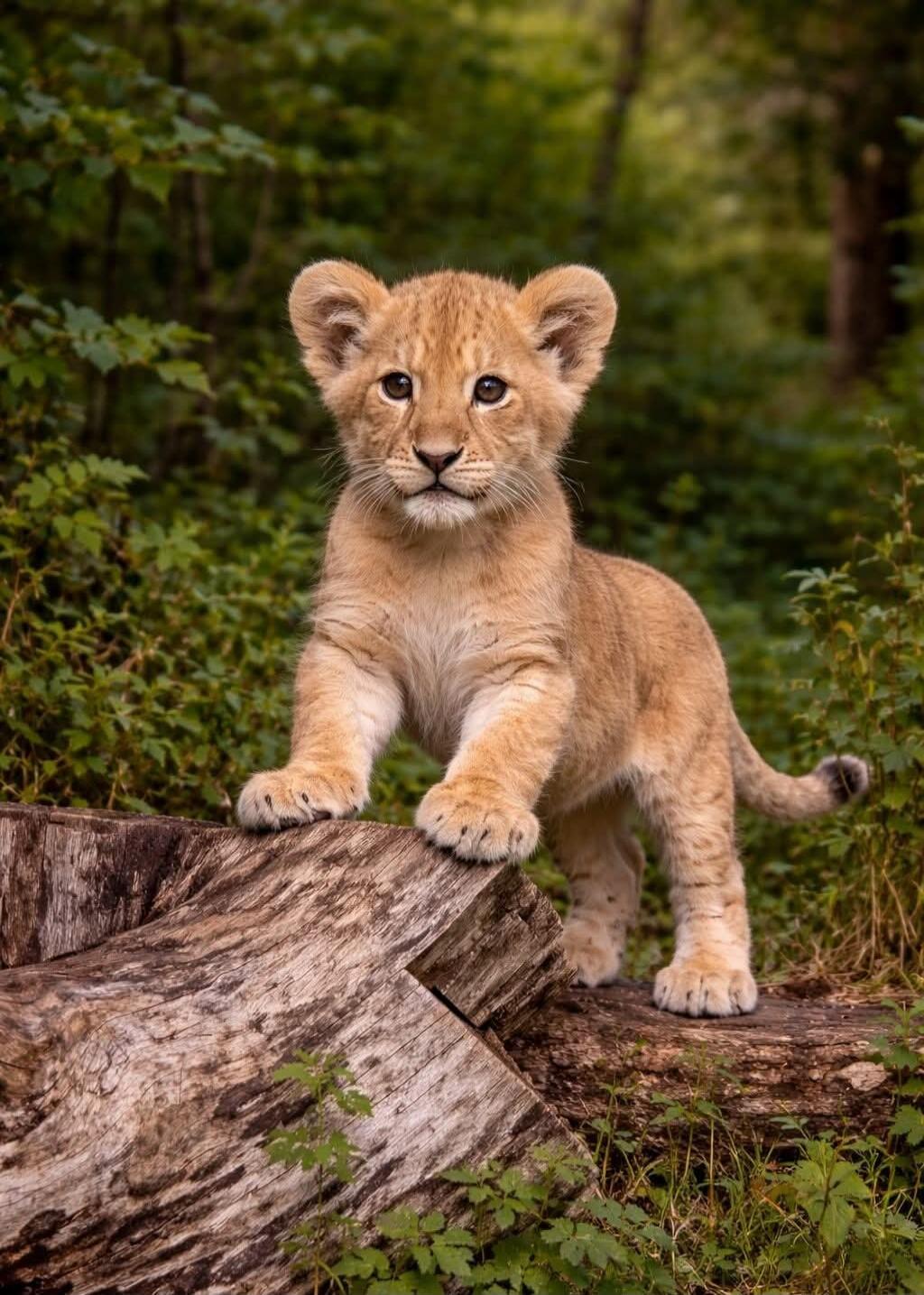 A lion cub standing on a log in a forest.