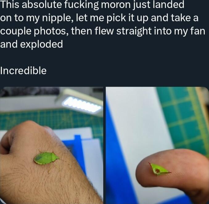 This absolute fucking moron just landed on to my nipple let me pick it up and take a couple photos then flew straight into my fan and exploded Incredible