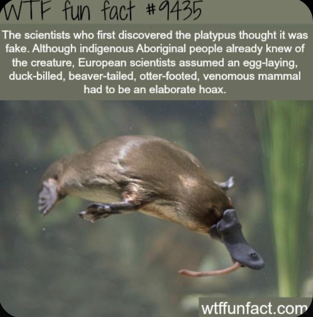 The scientists who first discovered the platypus thought it was fake Although indigenous Aboriginal people already knew of the creature European scientists assumed an egg laying duck billed beaver tailed otter footed venomous mammal had to be an elaborate hoax wiffunfactcom