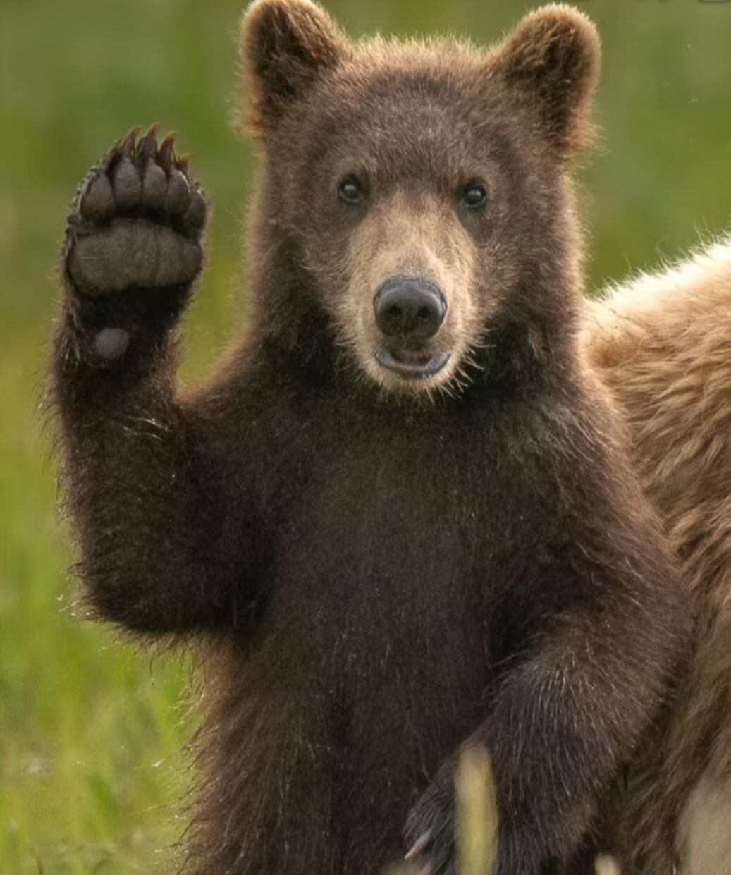 Bear cub raising paw.