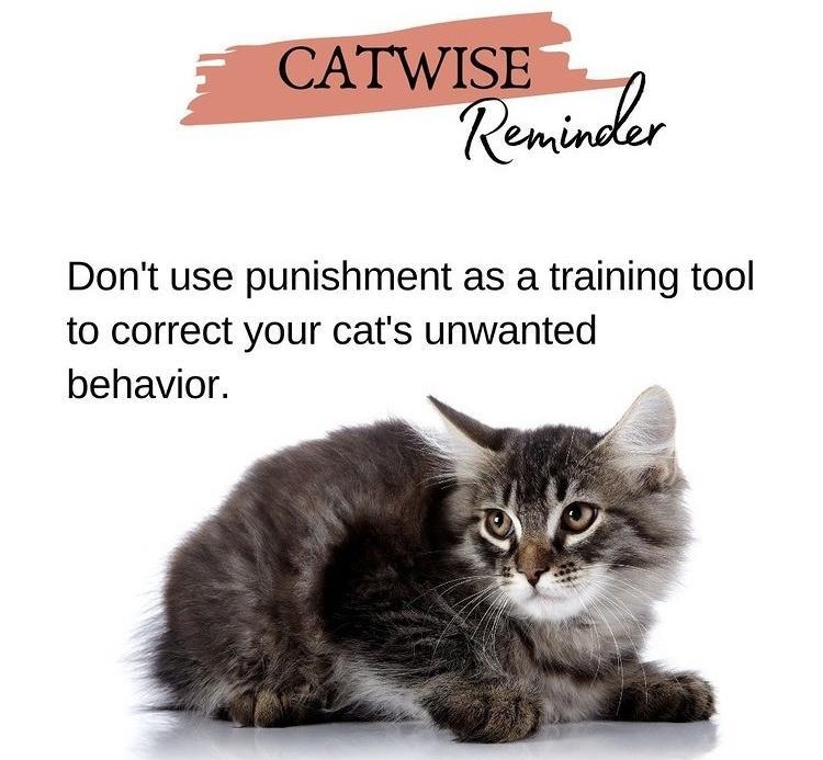 CATWISE Dont use punishment as a training tool to correct your cats unwanted behavior thinklikeacat