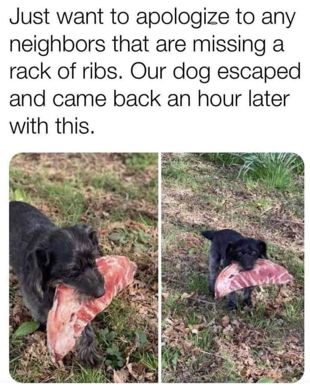 Just want to apologize to any neighbors that are missing a rack of ribs Our dog escaped and came back an hour later with this